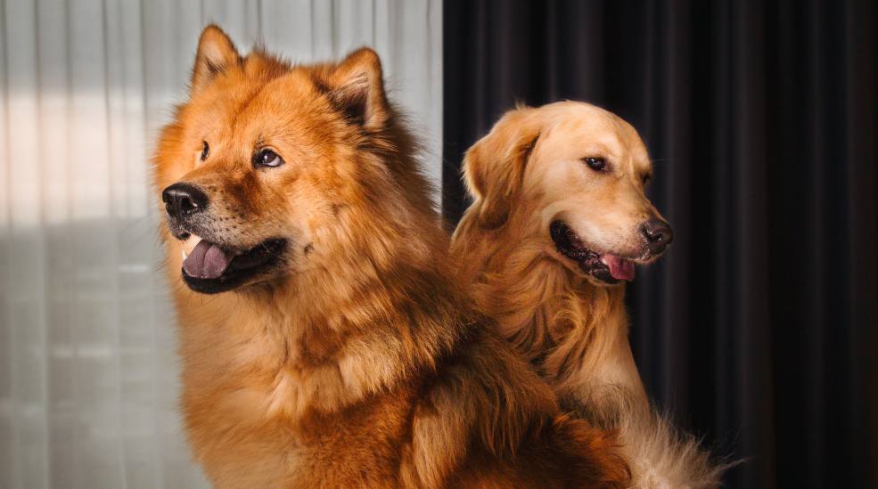 Happy Dog 2025