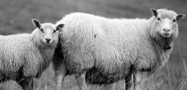Enjoy the view of sheep nearby when hiking around Norrefjell Ski & Spa Hotel in Norrefjell